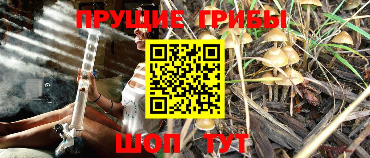 Псилоцибиновые грибы Cubensis  Галлюциногенные грибы ЛСД  Ржев  Вход с VPN 